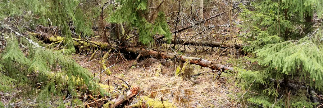 spring forest rain view from Pirkkola, Helsinki, Finland
