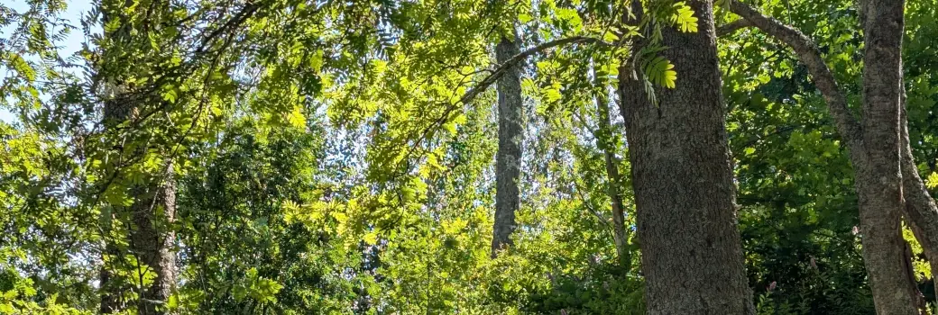green summer foliage in Haltial, Helsinki